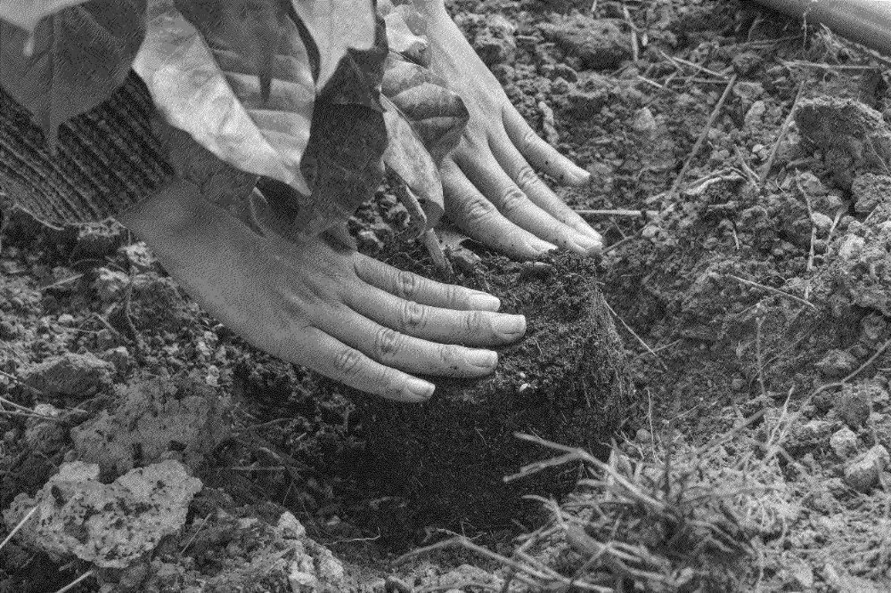 The history of Philippine coffee