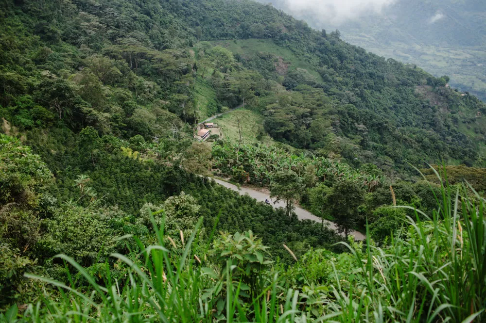A winding road through steep green hills planted with rows of coffee, a farmhouse on the slope.
