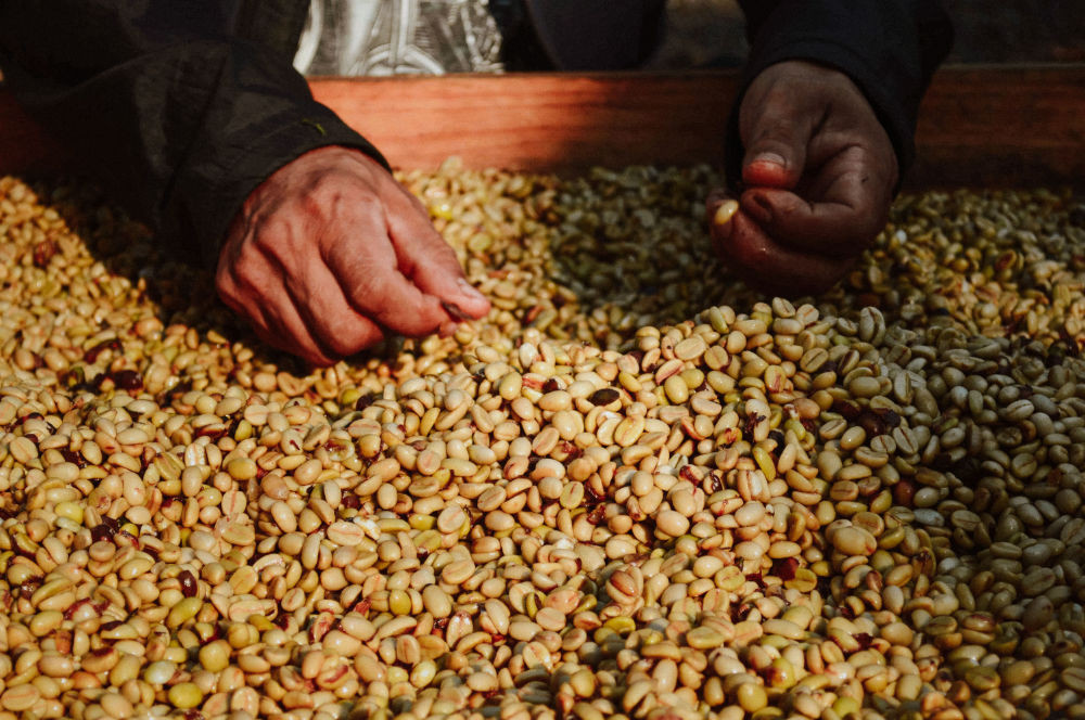 Two hands sorting dried coffee beans on a wooden tray.